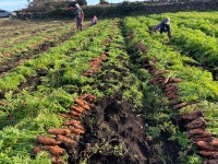 제주 구좌당근 햇당근 흙당근 주스용 요리용 선물용 백화점 3kg 5kg 10kg 산지직송 : 하도농장