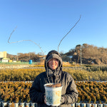 국수나무 타이니와인 17cm 화분묘 꽃나무 : 세종식물원