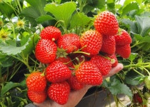 지리산 하동 수제 딸기잼500g HACCP 국내산 딸기잼 딸기라떼 : 추지당