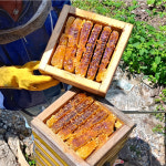 천연 벌꿀 [ 장수 성암마을 토종꿀 500g ] 색과 향이 다른 천연꿀 : 싸리재