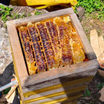 천연 벌꿀 [ 장수 성암마을 토종꿀 500g ] 색과 향이 다른 천연꿀 : 싸리재