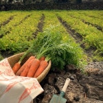 제주 구좌당근 햇당근 흙당근 주스용 요리용 선물용 백화점 3kg 5kg 10kg 산지직송 : 하도농장