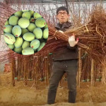개복숭아 나무 묘목 실생 1년생 대목 접목 보상용 : 시작묘목마트