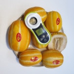 성주 꿀 참외 고당도 제철과일 특품 못난이 가정용 선물용 : 과일부티크