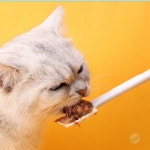 IAMI 애완동물 간식 수저 다용도실리콘스푼 애견식기 사료스푼 : IAMI 몰