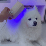 (동물병원전용)펫큐어레이 지컷-강아지 고양이 피부병 치료기-아토피 곰팡이성 피부염 습진 농피증 링웜 약 : 펫스니즈-닥터펫