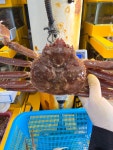 러시아 자숙 박달대게 1kg : 게들의 왕국 성일수산