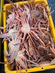 러시아 자숙 박달대게 1kg : 게들의 왕국 성일수산