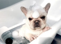 스파욕조 강아지바스테이블 접이식욕조물빠짐 강아지 목욕싱크 애견목욕용통 소형견스탠드목욕탕 : 멍마존