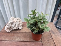 무늬산호수 모종 10cm 플라스틱 화분 : 파란식물