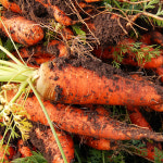 친환경 제주 구좌 흙당근 중 산지직송 10kg, 1개 : 제주용암해수 소금빛