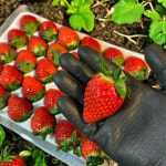 신데렐라딸기 생딸기 홍희 장희 금실 만년설 설향 킹스베리딸기 : 돌코롬낭낭