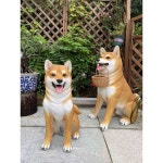 EAJ 강아지 아키타이누1769 마당 조형물 야외 시바견 소품 피규어 높이 강아지모형 테라스 스몰 아키타/1858 높이14CM : 이에이바나
