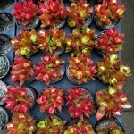 화재 화제 소 : 식물공감 광합성