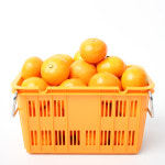 천하일품 제주 제철 감귤 꼬꼬마 4.5kg : 천하일품감귤농장