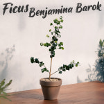 휘커스 바로크벤자민 / 동일품 선별품 중품 고급화분식재 35cm 고무나무 공기정화식물 : Poetry garden