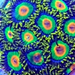 ★타이리라스타스 버튼 산호 해수 산호 연산호 프랙 : 주식회사뚜바비엥