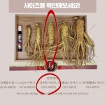 6년근 수삼 인삼 11-12뿌리 풍기인삼 750g : 한보인삼사