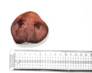 우쭈쭈 한돈 돼지코5p 강아지수제간식 콜라겐 : 우쭈쭈수제간식