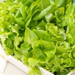 [기간행사] (리브팜) 당일수확 유러피안 샐러드 채소 유럽 야채 800g, 1개 : 퓨처커넥트 주식회사