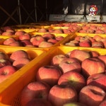 홍천 부사 사과 가정용 선물용 10kg 5kg 너브내참사과농장 홍천사과축제 : 사과의맘