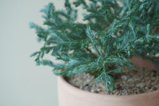 블루버드 (비단 삼나무) : GREEN THUMB