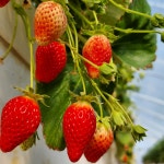 킹스베리 홍희딸기 메리퀸 설향 담양 흰 죽향 : 헬시팜02