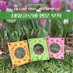 새해 신년 선물용 네잎클로버 생화 행운 건강 부족 6종 응원 단체 선물 : 도노 마켓