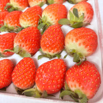 농장직송 논산 설향 딸기 프리미엄 생딸기 고당도 아이들간식 홈파티 잼 청 : 해남형제