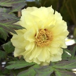 오칸 일본목단, 모란3년생묘목 개화주 목단 Okan : 꽃이좋아story