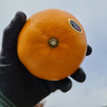 파덜스 제철 고당도 제주 선물세트 선물용 못난이 천혜향 2kg 3kg 5kg : 파덜스