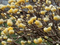 토끼풀정원 삼지닥나무 그랜디플로라 H0.2이상 : 토끼풀정원