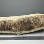 어류 화석 Victifer comptoni Fish Fossil 화석표본 중생대 백악기 : 석보 코리아