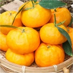 [윈터프린스 도 따자마자]제주농장 직배송 고당도 윈터프린스 감귤 한라봉 천혜향 황금향 : 신선한 농수산 따자마자