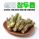 100% 국내산 참두릅 수경재배 설화참두릅 산지직송 (친환경인증) : 공가네농장