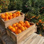 제주도 감귤 노지귤 못난이 혼합과 2.5kg : 바이셀스토리