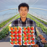 햇딸기 주문 딸기배송 시세 데코용 농장직송 딸기납품 : 딸기마실