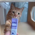 짜먹는 비타민 C 모찌네 원츄 3종혼합 닭가슴살+연어+참치, 15g, 30개 : 모찌네