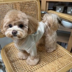러블리 베어 니트 강아지옷 강아지니트/누지바S : 누지바NUZEEBA