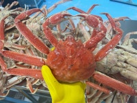러시아 박달 자숙 대게 3KG : 정과함께