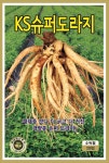 슈퍼도라지 씨앗 (2000립) 종묘 종자 한약재 약재 민속나물 채소 도라지 : 영웅씨앗