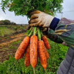 제주 구좌당근+감자 반반세트 흙당근 대지 탐나 햇 제철 산지직송 5kg : 평대돌담농장
