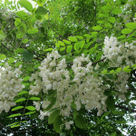 꽃나무 아카시아 나무 묘목 실생2년 특묘 : 씨웨일트리