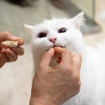 야옹섬 고양이 간식 트릿 냠냠보스 고양이간식 닭가슴살, 50g, 5개 : 야옹섬