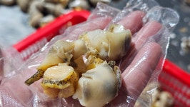 자연산 순살 백골뱅이 손질 후 자숙 급랭 원물 450g-500g내외 작업후 150g : 더좋은씨푸드