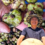 개다래열매즙 액기스 충영 자연산100% 국내산 53포 : 셋째딸농부