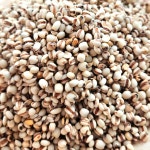 아람뜰 신선 개별포장 국산 잡곡 고품질 율무 100g : 아람뜰