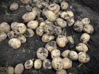 제주 유기농 친환경 감자 햇감자 구좌감자 흙감자 5kg 10kg 백화점 : 하도농장