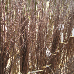 앵두나무 묘목 슈퍼대왕앵두 접목1년 : 나무묘목마트