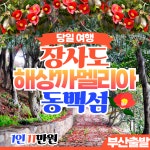 부산출발 삼성투어 김해출발  장사도 해상까멜리아 동백섬 당일여행 : 부산삼성투어